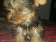 Adorable and Playful AKC Yorkie Puppies