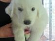 Adorable Great Pyrenees Puppies!