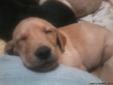 Adorable lab/retriever cross puppies-8 weeks w/ 1st shots & dewormed
