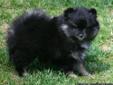 Adorable Male and Female Pomeranian Puppies For Sale