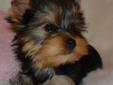 Adorable, Small, Quality, AKC Female Puppy. Health Guaranteed.