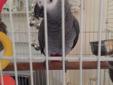 African grey parrot chatterbox with cage for sale