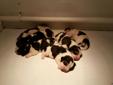 AKC Beagle Puppies.