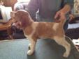 AKC Brittany pups for sale