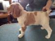 AKC Brittany pups for sale
