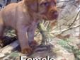 AKC Fox Red Labs