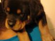 Akc German Pick Of The Litter Male Rottweiler Puppy!!!
