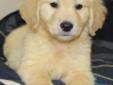 AKC Golden Retriever Puppy