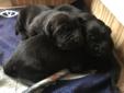 AKC Lab Puppies for Sale!