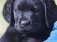 AKC Labrador Retriever English Type puppies