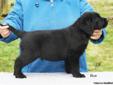AKC Labrador Retriever English Type puppies