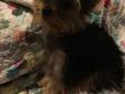 AKC MALE YORKSHIRE TERRIER