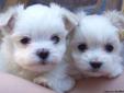 AKC Maltese Puppies BOY & GIRL
