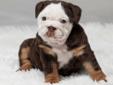 AKC registered english bulldog puppies
