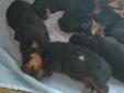 AKC Rottweiler puppies