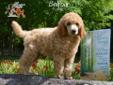 AKC Standard Poodle Puppies ready now!