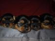 AKC Yorkshire Terrier puppies for sale