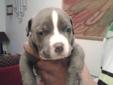 American Bully Pit puppies