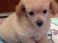 apricot male toy poodle