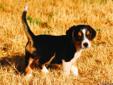 Beagle / Mini Aussie