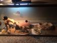 Bearded Dragon and Equipment for Sale