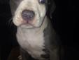 beautiful bluenose puppy 4 sell