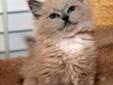 Beautiful TICA Ragdoll Kittens Available