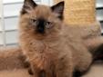 Beautiful TICA Ragdoll Kittens Available