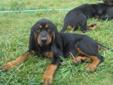 Black and Tan Coon Hounds