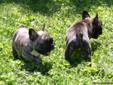 Blue & Blue Carrier French Bulldog puppies for sale AKC Reg.