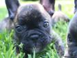 Blue & Blue Carrier French Bulldog puppies for sale AKC Reg.