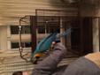 BLUE & GOLD MACAW