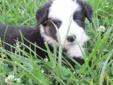 Border Collie Male Puppy--8 weeks old