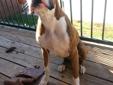 *****Boxer 7mths old***** UTD on shots and can be registerd