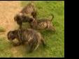 bull mastiffs puppies
