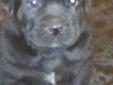 Cane Corso Puppies AKC and ICCF Reg