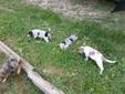 Catahoula / Coon Puppies