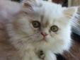 CFA Cream Persian CPC Male Kitten 12 weeks old