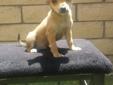 Chihuahua puppies for sale 1 male and 1 female