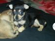 Chihuahua puppies for sale $200 1 male and 2 females