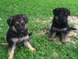 CKC German Shepherd puppies