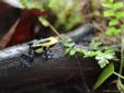 Cobalt Dart Frogs (Dendrobates Tinctorius)