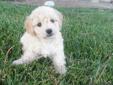 cockapoo Puppies for sale