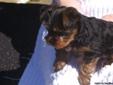 Cute AKC Yorkshire Terrier Puppy for sale