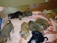 Cute pit/lab/boxer puppies 8wks old wormed + first shots