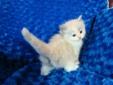 Cute ragdoll kittens available for rehoming.