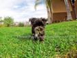 Cutest Personality // Gorgeous Yorkie x Maltese Mix // Morkie Puppy