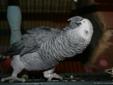 DNA Tested Talking Congo African Grey Parrots
