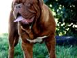 Dogue de Bordeaux AKC CH sired puppies available