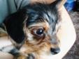 Dorkie puppies for sale